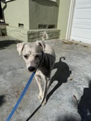 Found/Stray Male Dog last seen Aneta and Inglewood blvd, Los Angeles, CA 90230