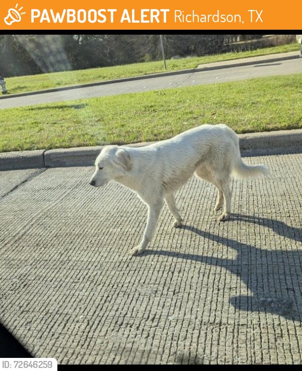 Found/Stray Unknown Dog last seen Headed into Breckenridge park off of Breckinridge Rd between Angle Fire and Breckinridge Ct. , Richardson, TX 75082