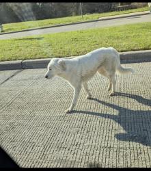Found/Stray Unknown Dog last seen Headed into Breckenridge park off of Breckinridge Rd between Angle Fire and Breckinridge Ct. , Richardson, TX 75082