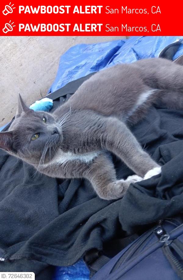 Lost Male Cat last seen Near grand Ave , San Marcos, CA 92078