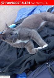 Lost Male Cat last seen Near grand Ave , San Marcos, CA 92078