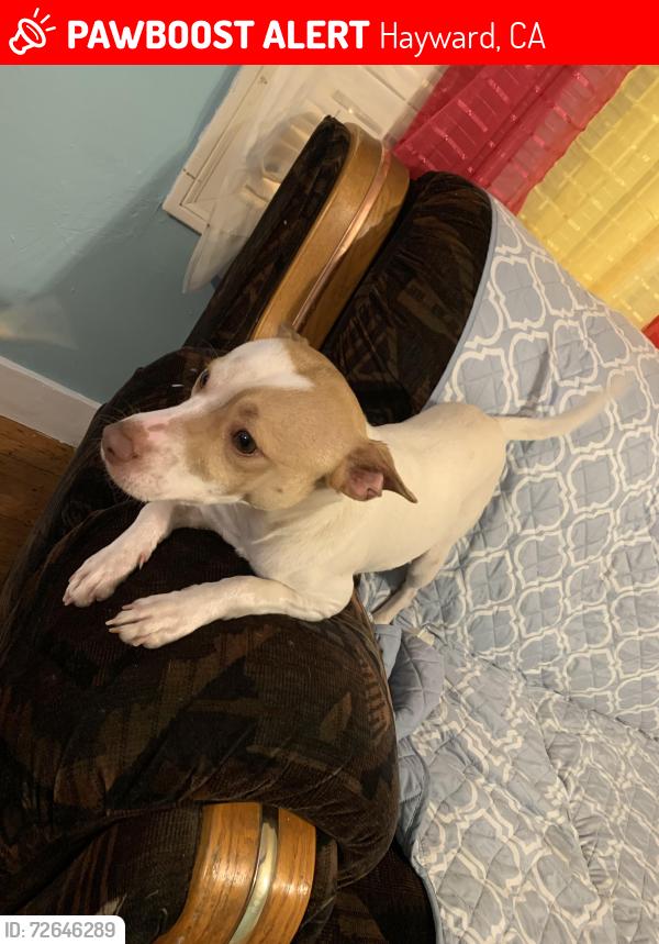 Lost Male Dog last seen Meekland ave and western blvd , Hayward, CA 94541