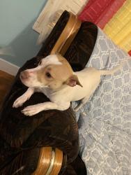 Lost Male Dog last seen Meekland ave and western blvd , Hayward, CA 94541