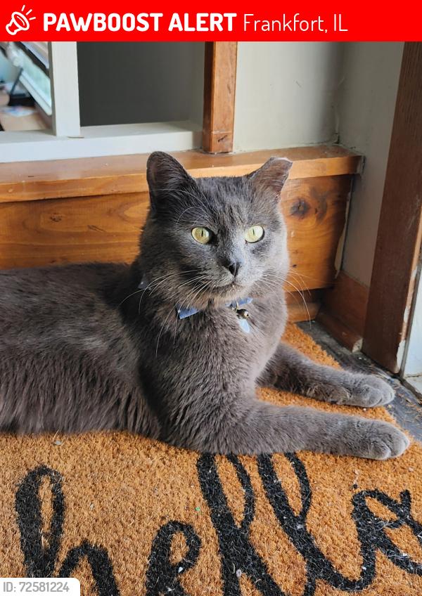 Lost Male Cat last seen Braemar and Thistle, Frankfort, IL 60423