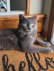 Lost Male Cat last seen Braemar and Thistle, Frankfort, IL 60423