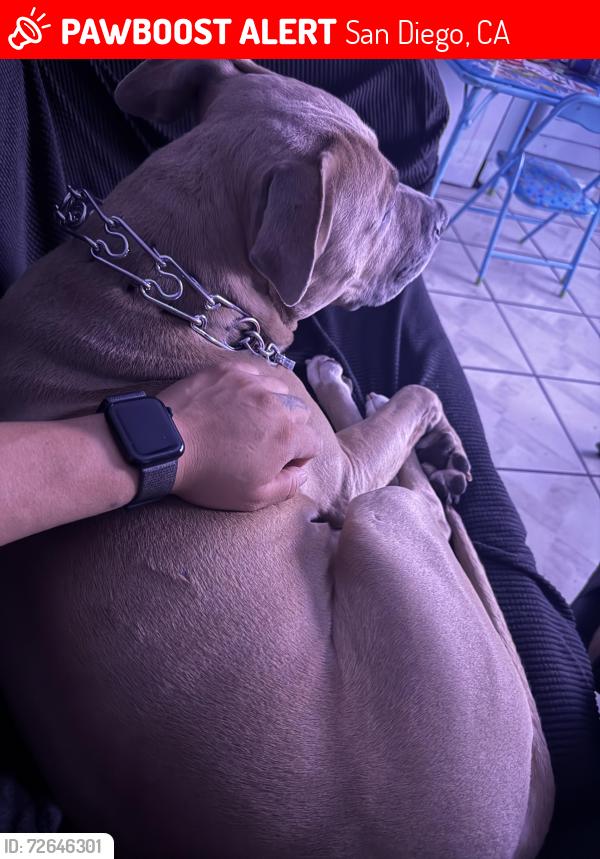 Lost Male Dog last seen 45th street , San Diego, CA 92105