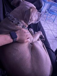 Lost Male Dog last seen 45th street , San Diego, CA 92105