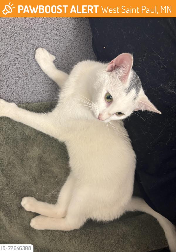 Found/Stray Female Cat last seen Oakdale apmts , West Saint Paul, MN 55118