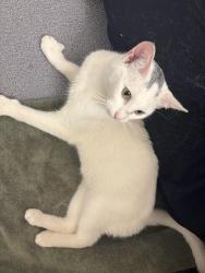 Found/Stray Female Cat last seen Oakdale apmts , West Saint Paul, MN 55118