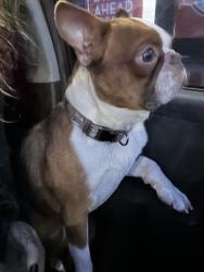 Lost Male Dog last seen quick n clean car wash, Tulsa, OK 74114