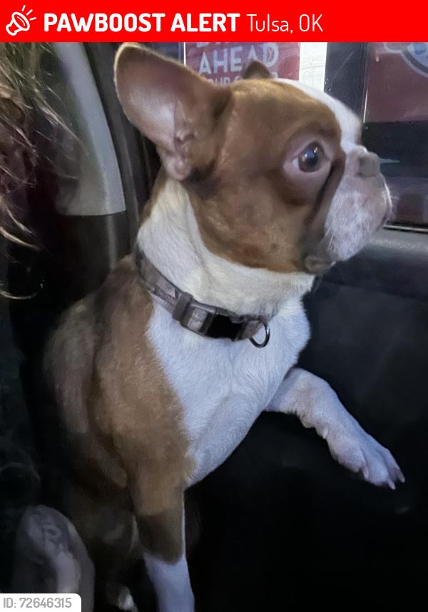 Lost Male Dog last seen quick n clean car wash, Tulsa, OK 74114