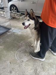 Found/Stray Male Dog last seen Greenwood st in high point , High Point, NC 27262