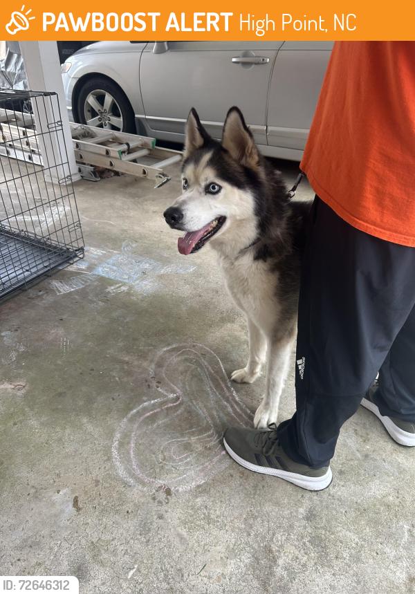 Found/Stray Male Dog last seen Greenwood st in high point , High Point, NC 27262