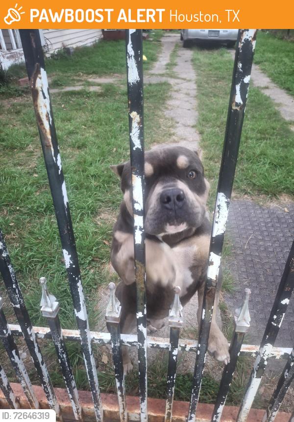 Found/Stray Male Dog last seen Dodson and Hurley Street Houston TX 77093, Houston, TX 77093