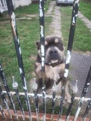 Found/Stray Male Dog last seen Dodson and Hurley Street Houston TX 77093, Houston, TX 77093