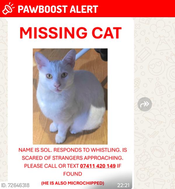 Lost Male Cat last seen Upper Richmond roaf, Greater London, England SW14 7PG