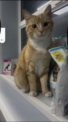 Found/Stray Female Cat last seen Sunbury on Thames station , Surrey, England TW16 7FG
