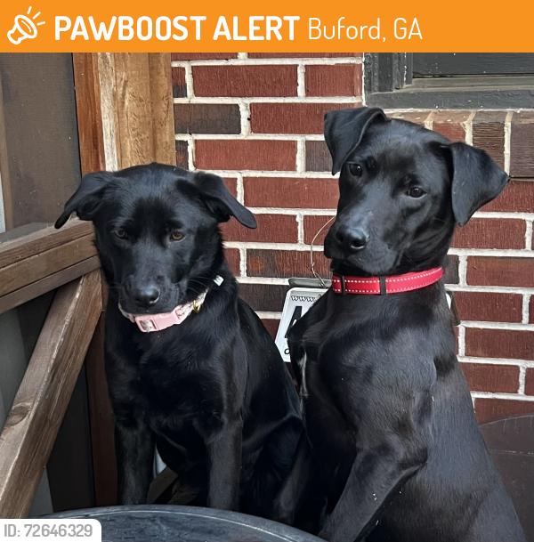 Found/Stray Male Dog last seen Shoal creek campground , Buford, GA 30518
