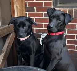 Found/Stray Male Dog last seen Shoal creek campground , Buford, GA 30518