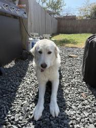 Lost Female Dog last seen Metropolitan, Dallas, TX 75215