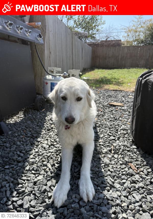Lost Female Dog last seen Metropolitan, Dallas, TX 75215