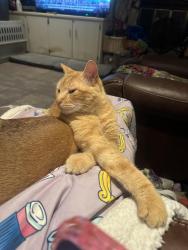 Lost Male Cat last seen Repoll and Richmond Pearson, Mobile, AL 36695