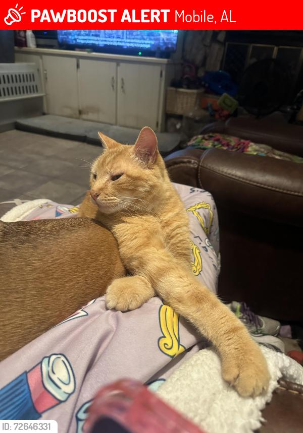 Lost Male Cat last seen Repoll and Richmond Pearson, Mobile, AL 36695