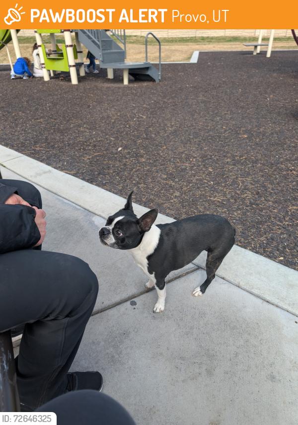 Found/Stray Female Dog last seen Near W 1300 S, Provo, UT 84601, Provo, UT 84601