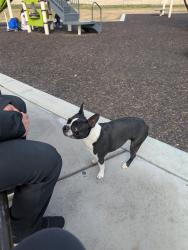 Found/Stray Female Dog last seen Near W 1300 S, Provo, UT 84601, Provo, UT 84601