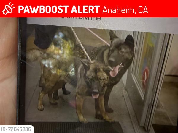 Lost Female Dog last seen Ball  dale , Anaheim, CA 92804