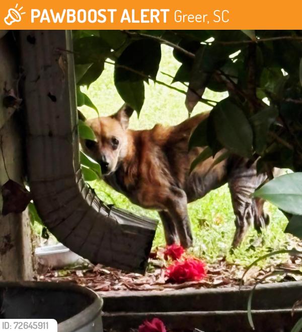 Found/Stray Female Dog last seen Becky Gibson Road, Greer, SC, Greer, SC 29651