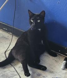 Lost Female Cat last seen Near Toben Dr and Holly Rd crossing, Corpus Christi, TX 78412