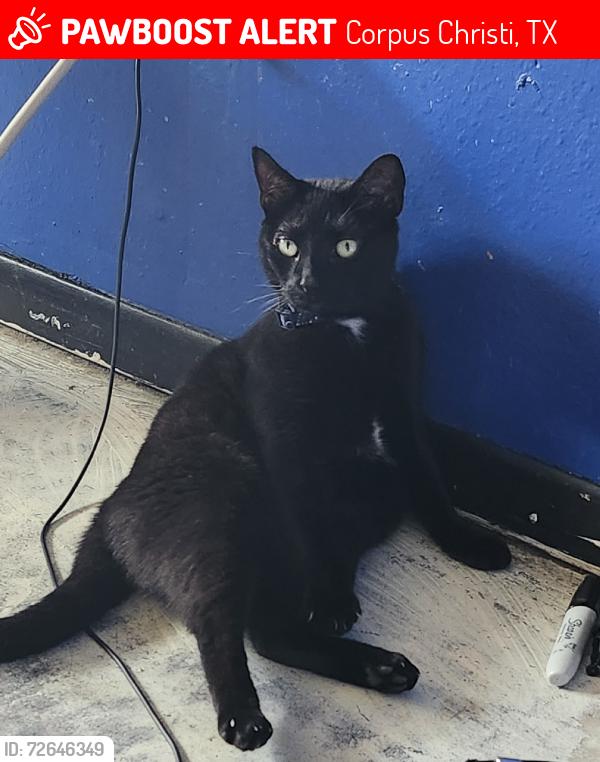 Lost Female Cat last seen Near Toben Dr and Holly Rd crossing, Corpus Christi, TX 78412