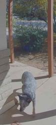 Found/Stray Unknown Dog last seen Visalia and Catalina, Mesa, AZ 85202