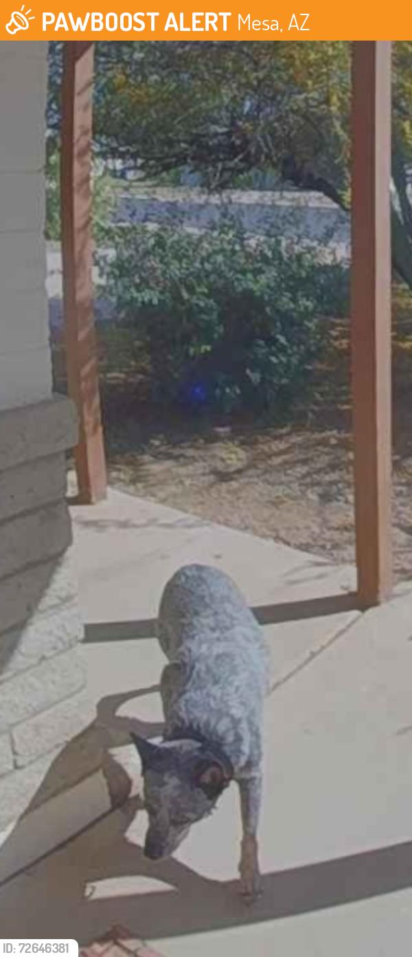 Found/Stray Unknown Dog last seen Visalia and Catalina, Mesa, AZ 85202