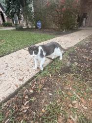 Found/Stray Unknown Cat last seen Truscon, Houston, TX 77080