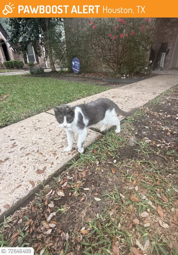 Found/Stray Unknown Cat last seen Truscon, Houston, TX 77080