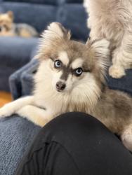 Lost Female Dog last seen Near Dunsmuir st , El Cajon, CA 92019