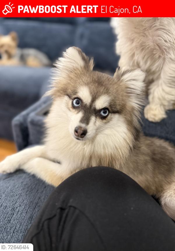 Lost Female Dog last seen Near Dunsmuir st , El Cajon, CA 92019