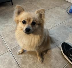 Lost Male Dog last seen Clarendon & Santa Fe Ave, Huntington Park, CA 90255