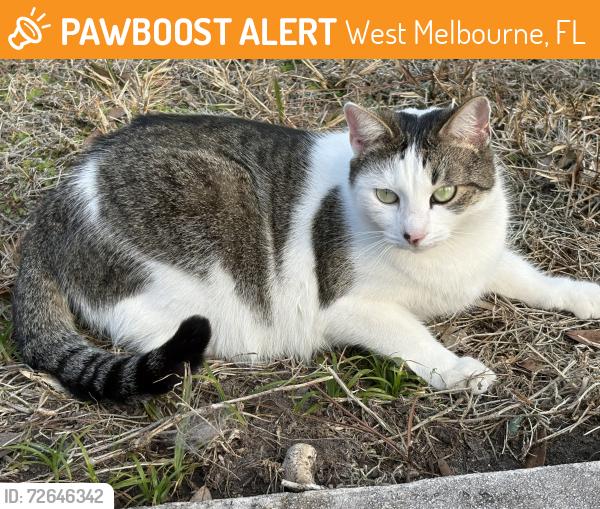 Found/Stray Unknown Cat last seen Eber Boulevard and Minton Road, West Melbourne, FL 32904