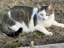 Found/Stray Unknown Cat last seen Eber Boulevard and Minton Road, West Melbourne, FL 32904