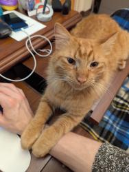 Lost Male Cat last seen Tidwell & Bingle, Houston, TX 77092
