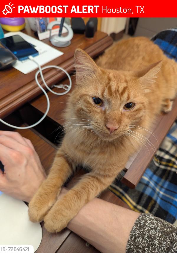 Lost Male Cat last seen Tidwell & Bingle, Houston, TX 77092