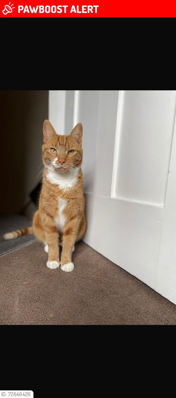 Lost Male Cat last seen Totley Brook close, South Yorkshire, England S17