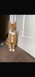Lost Male Cat last seen Totley Brook close , South Yorkshire, England S17