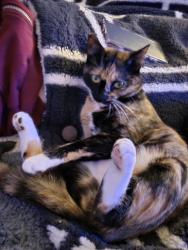 Lost Female Cat last seen Olympia drive, Vancouver, WA 98683