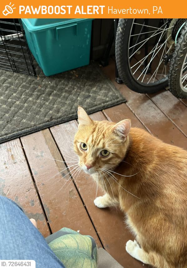 Found/Stray Male Cat last seen Pennsy Trail, Havertown, PA 19083