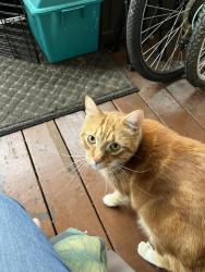 Found/Stray Male Cat last seen Pennsy Trail, Havertown, PA 19083