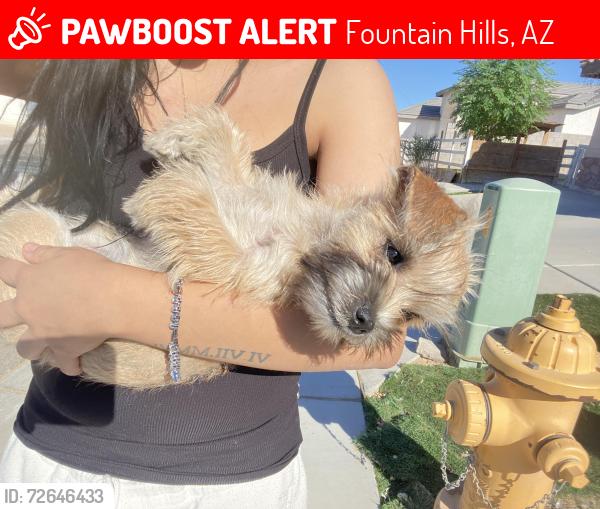 Lost Female Dog last seen Fountain Hills BLVD, Fountain Hills, AZ 85268